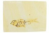 Fossil Fish (Knightia) - Wyoming #295681-2